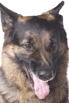German shepherd close up Stock Photos