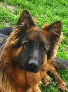 German shepherd in close up Stock Photos