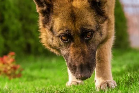 German shepherd close view on face Stock Photos