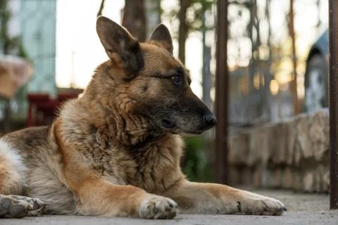 German shepherd close view on face. Stock Photos