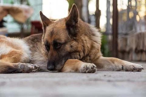 German shepherd close view on face. Stock Photos