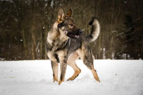 German shepherd closely watching around Stock Photos