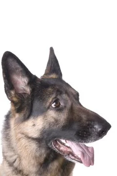 German shepherd closeup Stock Photos