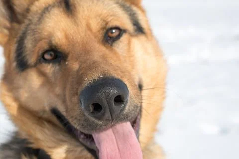 German shepherd closeup Stock Photos