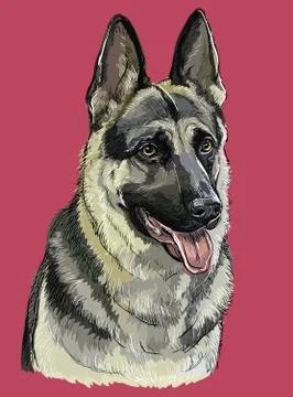 German Shepherd colorful vector hand drawing portrait Stock Illustration