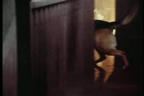 German shepherd coming out of burning building Stock Footage 11357200