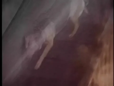 German shepherd coming out of burning building Vídeos de archivo 260254474