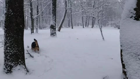 A German Shepherd covered in falling snowflakes plays and eats snow in a pa.. Stock Footage 273041505