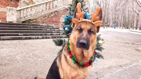 German Shepherd in deer antlers Stock Footage 276480004
