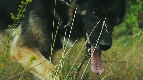 German shepherd digging the ground with his front paws .Slow motion Stock Footage 111656379