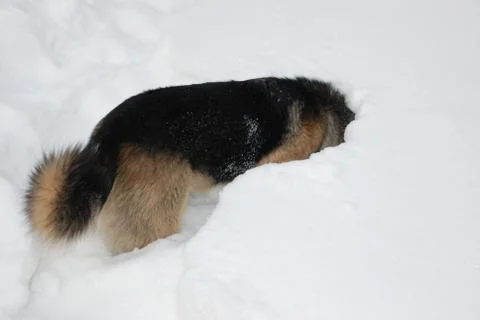German shepherd dive into snow Stock Photos