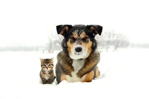 German Shepherd Dog and Grey and Orange Tabby Cat Kitten Friends Laying in Sn Stock Photos