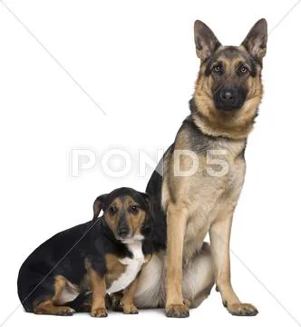German shepherd dog and Jack Russell mixed with a Teckel, 1 and Stock Photos