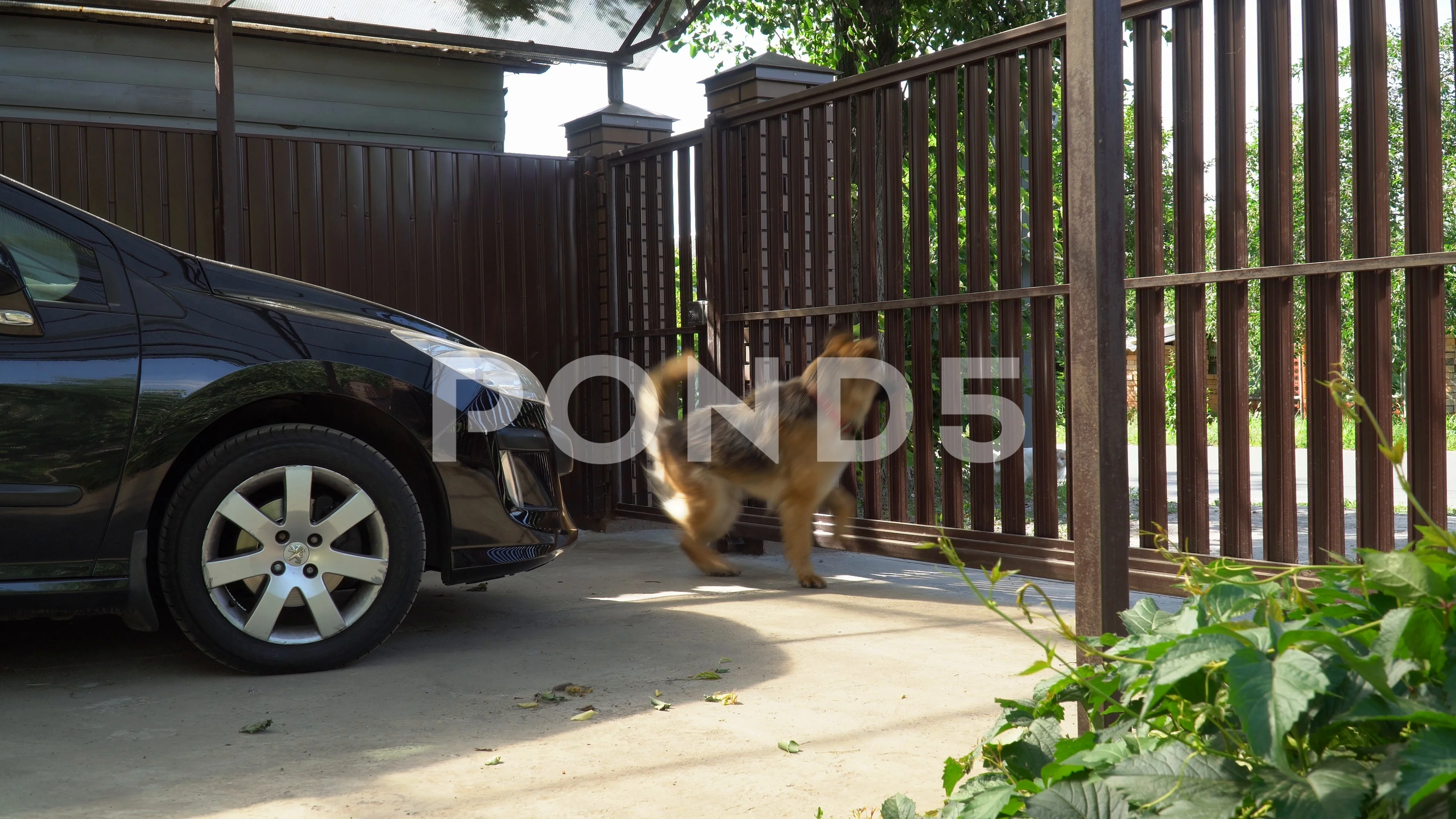 Do German Shepherds Jump Fences