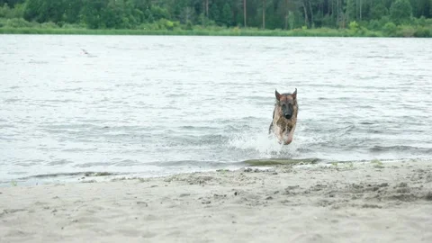 German Shepherd Dog on the Beach 库存影片 91725812