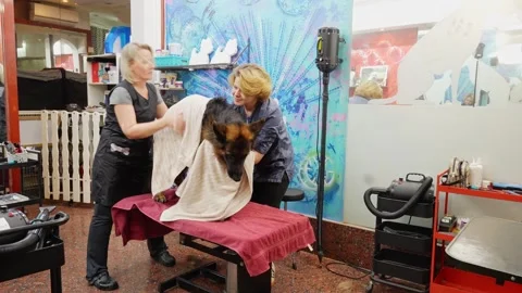 German Shepherd Dog Being Bathed at Professional Grooming Station3 Stock Footage 317945014