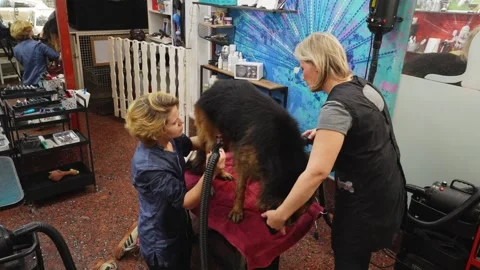 German Shepherd Dog Being Bathed at Professional Grooming Station 5 Stock Footage 317945554