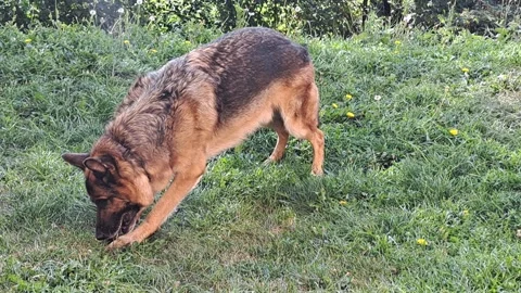 German Shepherd Dog Chewing Snack on Green Grass Stock Footage 345207152