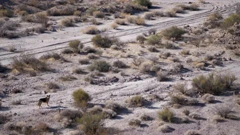 German shepherd dog in desert Stockbeeldmateriaal 153950662