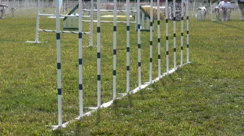 German Shepherd dog does it right Video stock 97478