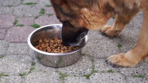German Shepherd Dog does not want to eat dog food Stock Footage 128609404