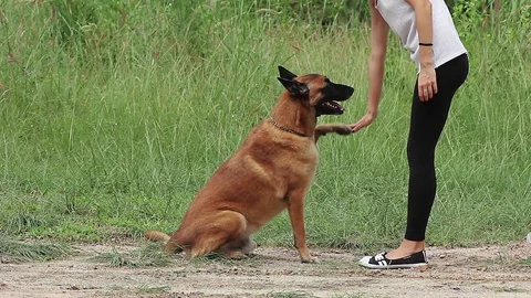 German Shepherd dog doing command Stock Footage 70814708