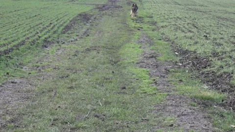 German shepherd dog on the field in the grass. German shepherd dog in motion Stock Footage 149083401