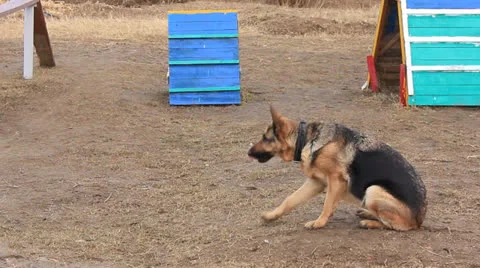 German shepherd dog Stock Footage 22938096