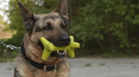 A German Shepherd Dog Stock Footage 24652765