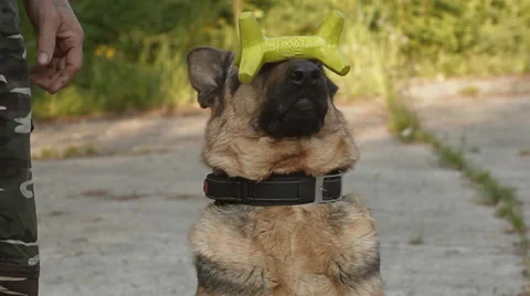 German shepherd dog Stock Footage 24652836