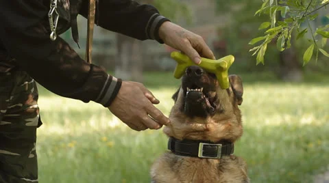 German shepherd dog Stock Footage 24653100