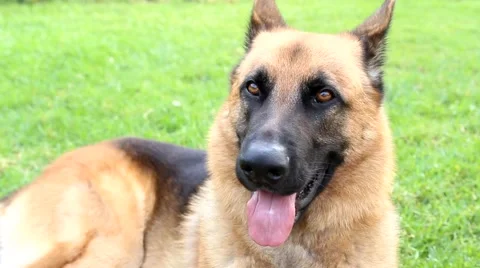 German Shepherd Dog Stock-Footage 42884552