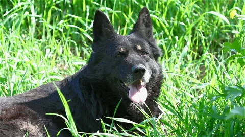 German shepherd, dog Stock Footage 45628690