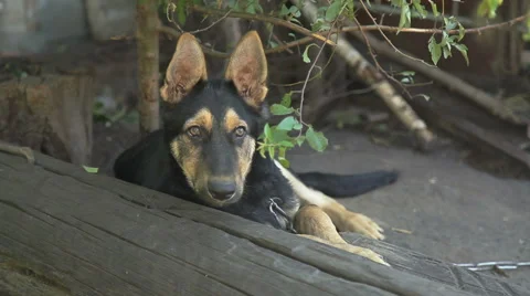 The German Shepherd dog Stock Footage 60960825