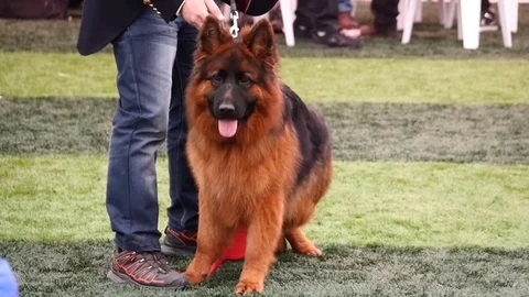 German shepherd dog Stock Footage 77327180