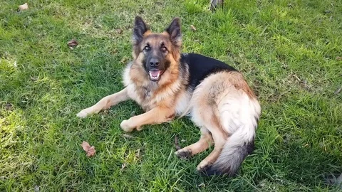 German Shepherd Dog Stock Footage 100439672