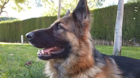 German Shepherd Dog Stock Footage 100439673