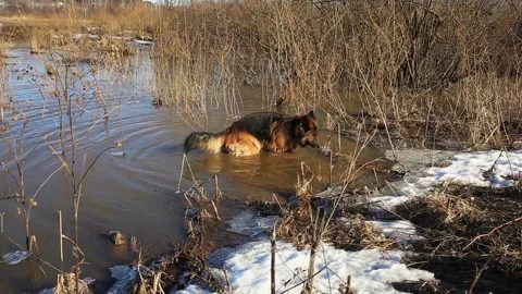 German shepherd dog Stock Footage 127033430