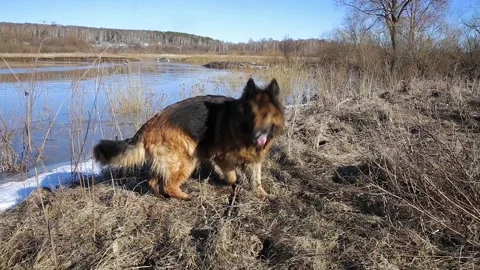 German shepherd dog Stock Footage 127033595
