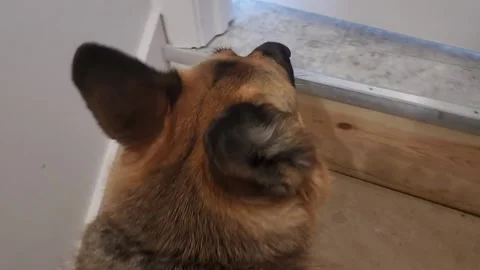 German Shepherd Dog Stock Footage 189012804