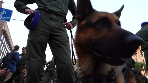 German Shepherd Dog Stock Footage 242346111