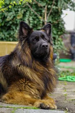 German shepherd dog, full frame image Stock Photos