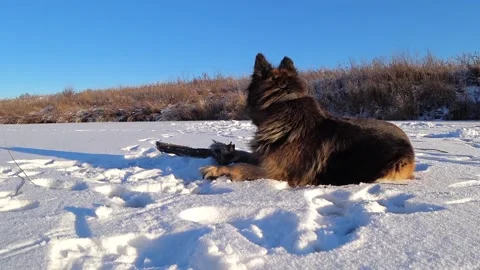 German shepherd dog gnaws a stick in the snow. Stock Footage 145690191