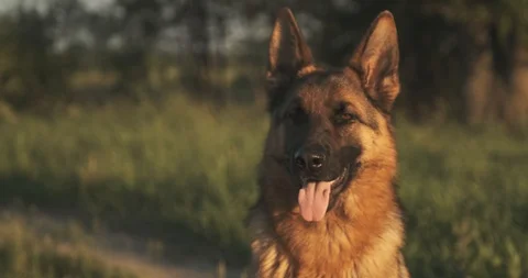 German shepherd dog on the grass. Cute German shepherd posing on the nature.  Stock Footage 114435510