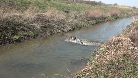 German shepherd dog jumps into the stream Stock Footage 149908223
