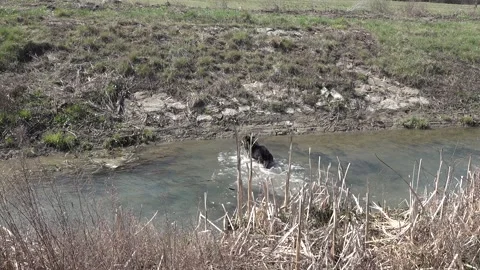 German shepherd dog jumps into the stream for the tree branch Stock Footage 149908401