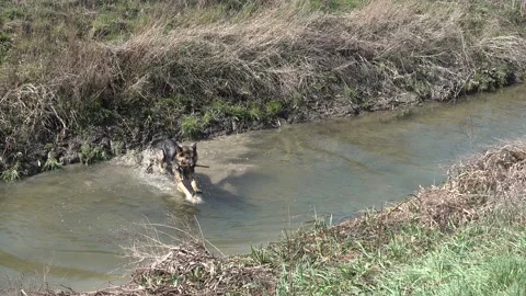 German shepherd dog jumps into the stream for the tree branch Stock Footage 149909010