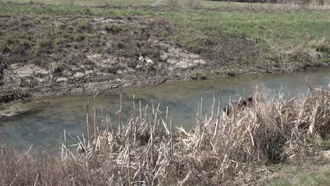 German shepherd dog jumps into the stream for the tree branch, swims, climbs out Stock Footage 149941808