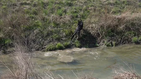 German Shepherd dog jumps into the stream for the tree branch Stock Footage 150150733