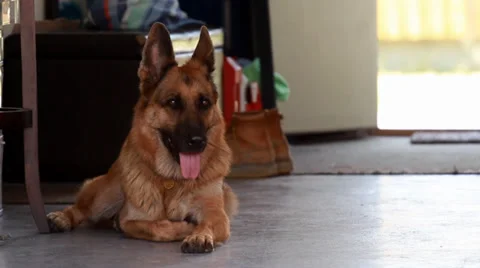 German Shepherd dog laying down in the garage 스톡 동영상 39946598